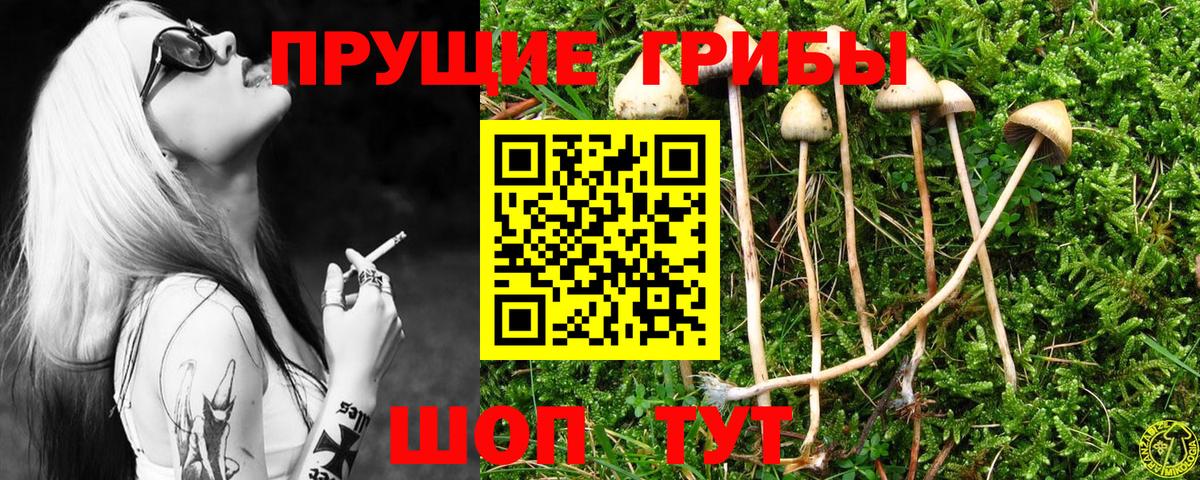 Галлюциногенные грибы Psilocybine cubensis Кореновск